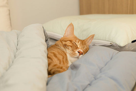 Why Grounding Sheets Are a Lazy Wellness Win