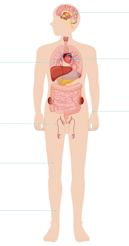 Illustration eines menschlichen Körpers mit beschrifteten inneren Organen auf weißem Hintergrund
