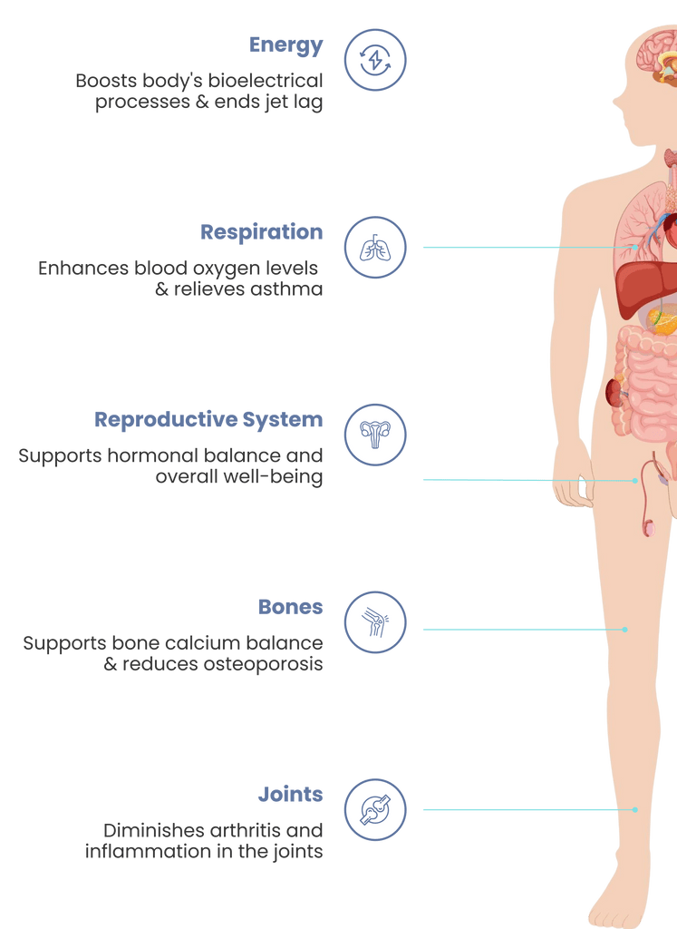 Illustration eines menschlichen Körpers mit beschrifteten inneren Organen auf weißem Hintergrund