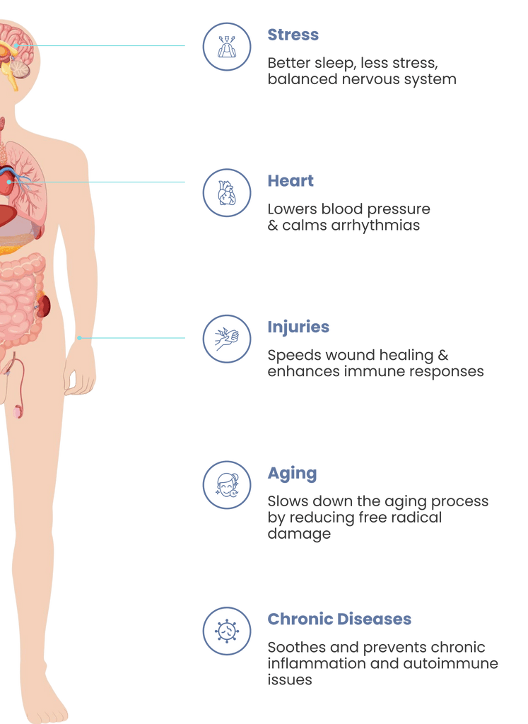Illustration eines menschlichen Körpers mit beschrifteten inneren Organen auf weißem Hintergrund